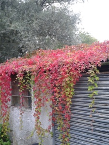 Our little shed in all its autumnal glory!